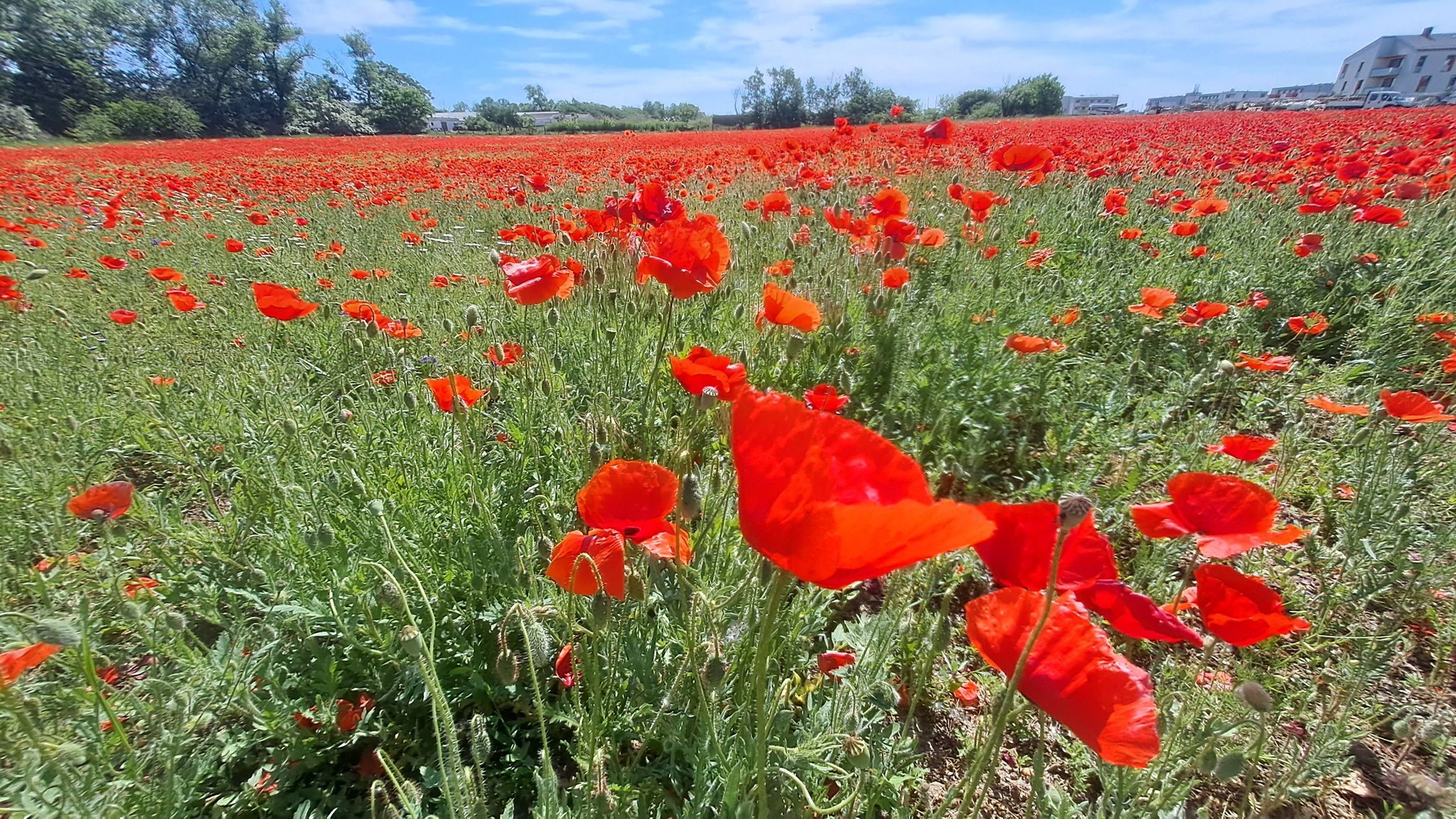 Papaver.jpg